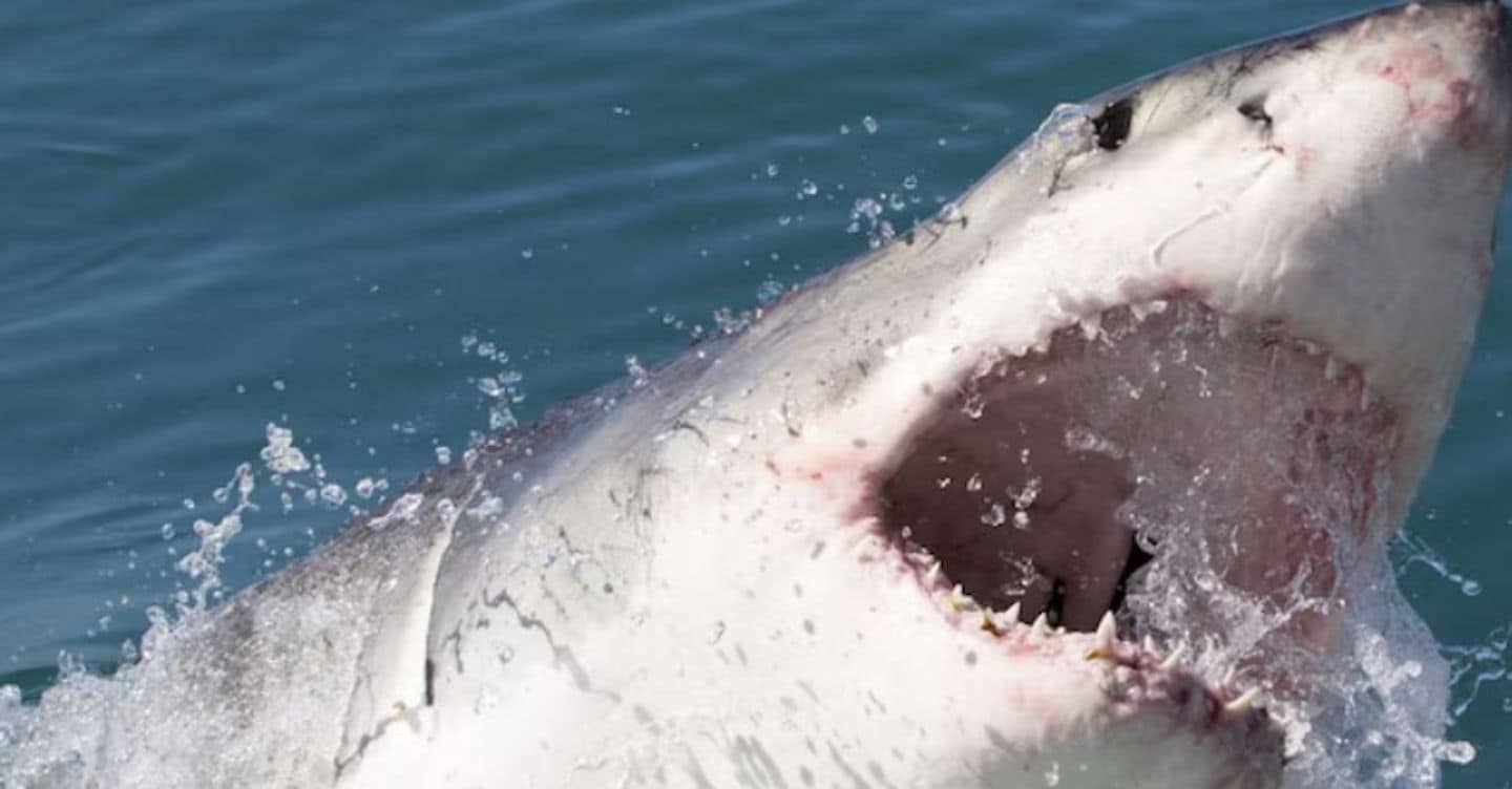Contender, il più grande squalo bianco, si avvicina al North Carolina